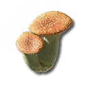 Rosafarbener Röhrenpilz