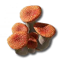 Rubinroter Röhrenpilz