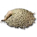 Rotjade-Ginseng-Saat