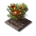 Buchweizenblumen-Beet